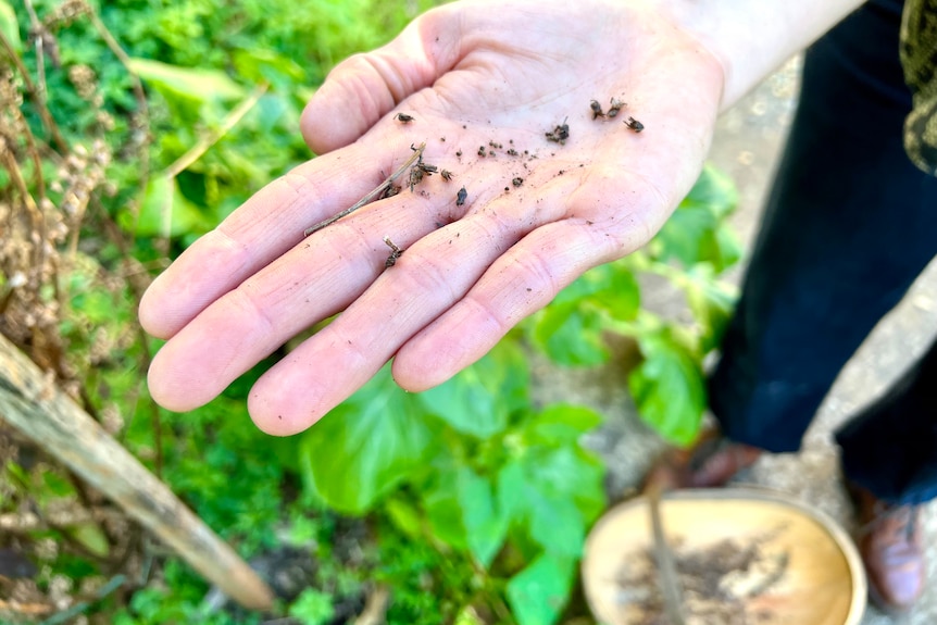 Seeds on a hand in the garden with a basket of seeds below.