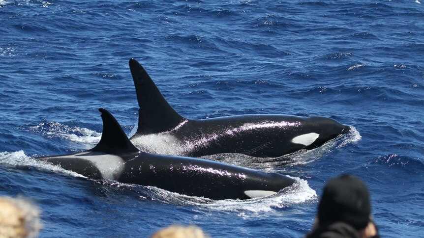 Two killer whales in the ocean with three people watching