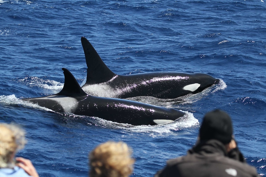 Two killer whales in the ocean with three people watching