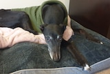 A sad looking greyhound.