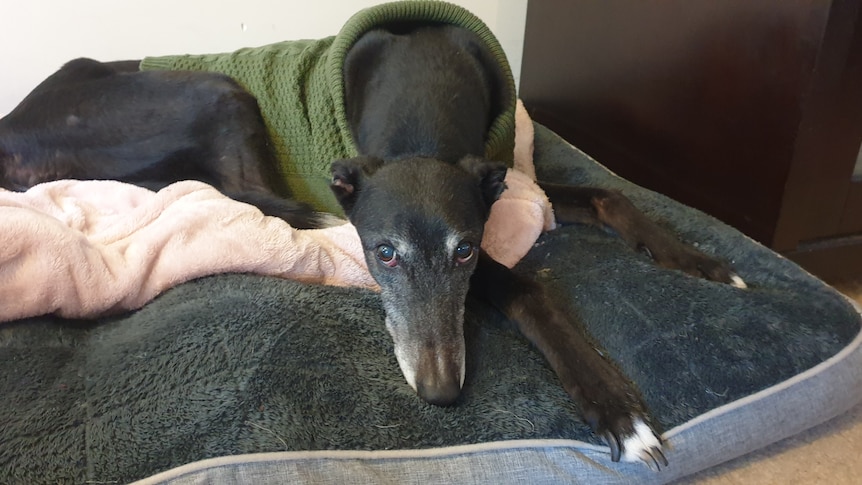 A sad looking greyhound.