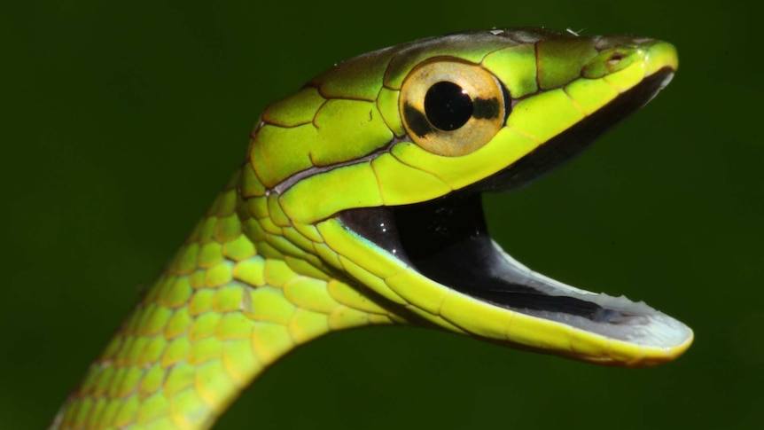 A close up of a green snake with mouth open.