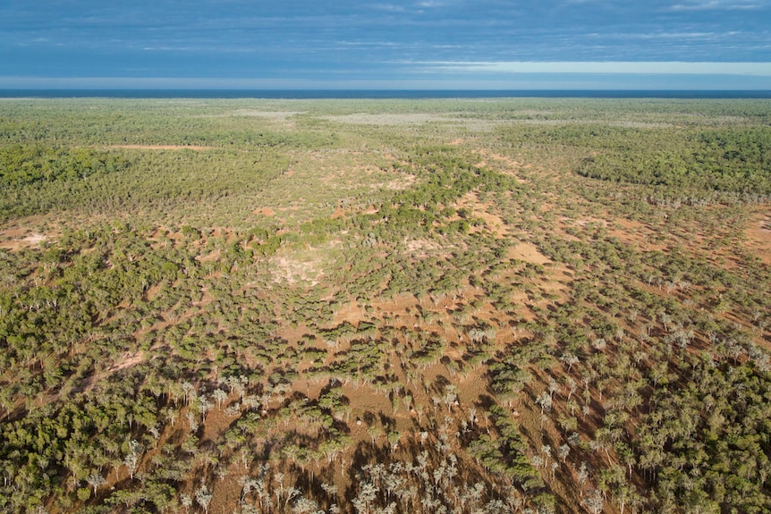 A vast expanse of shrub and trees seen from an elevated bird's eye view. Blue sky is overhead.