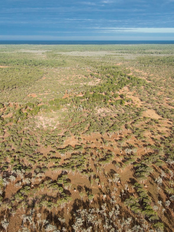 A sweeping aerial view of trees on a red earth disappearing into the horizon.