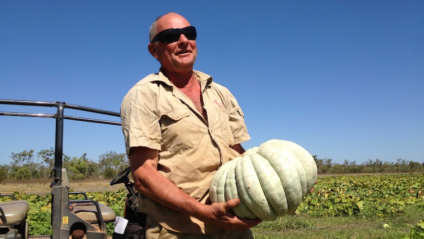 Pumpkin crop quarantined