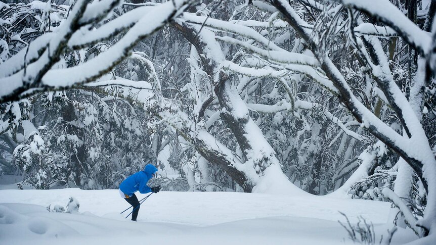 A person cross country skiing through snow covered trees.