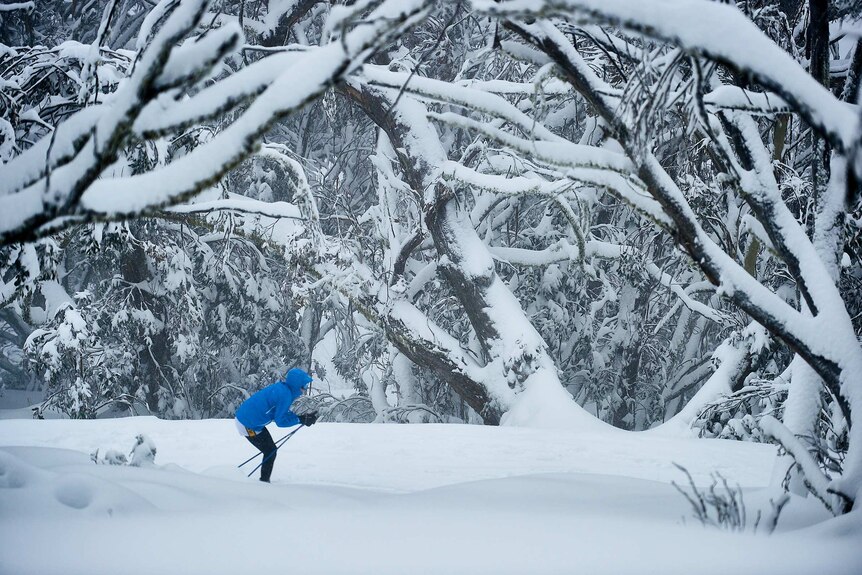 A person cross-country skiing through snow covered trees.