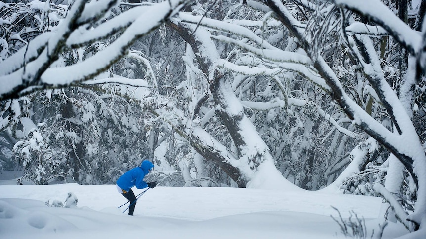 A person cross country skiing through snow covered trees.