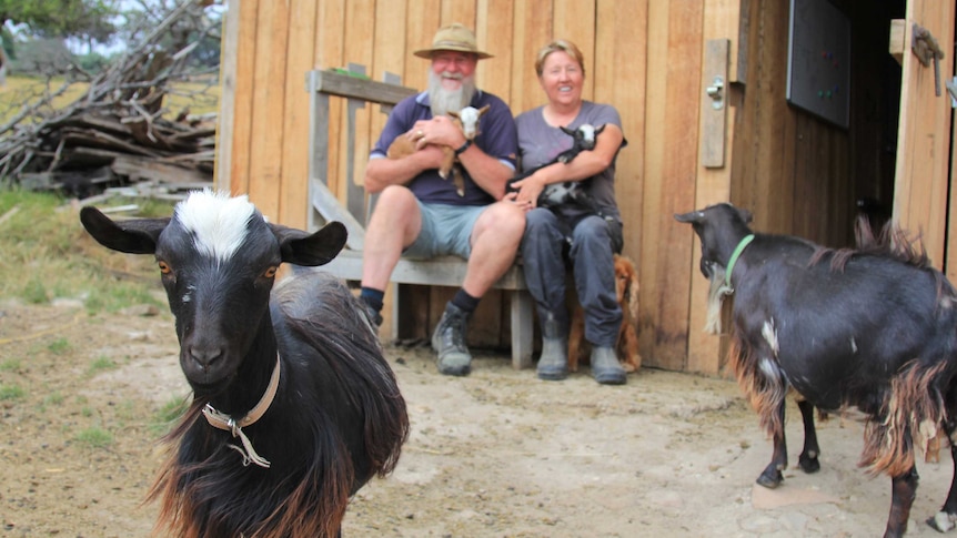 A black goat in the foreground with two people sitting in the distance behind it