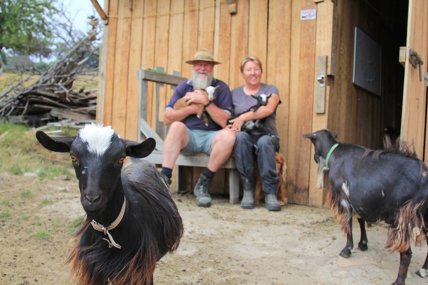 A black goat in the foreground with two people sitting in the distance behind it