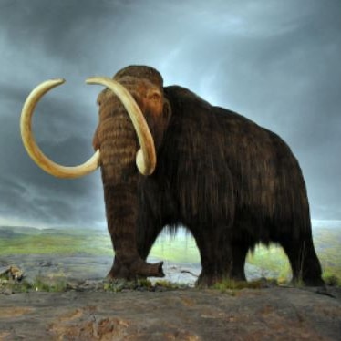 Woolly mammoth drawing