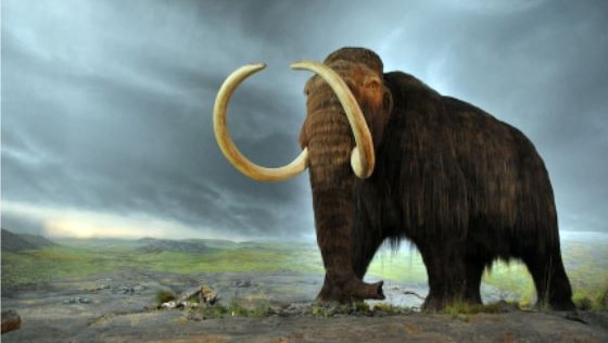 Woolly mammoth drawing
