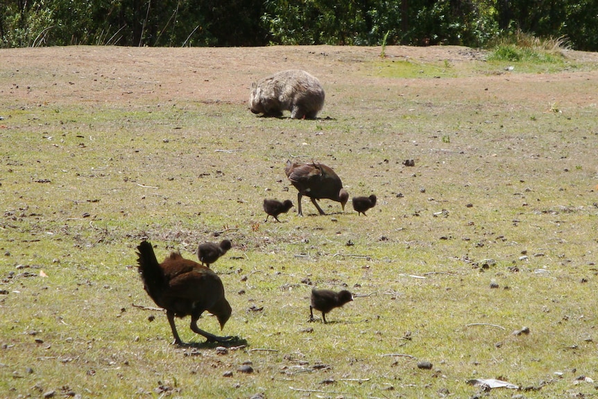 Tasmanian native hens with bird babies on a patch of grass and a wombat in the distance. 