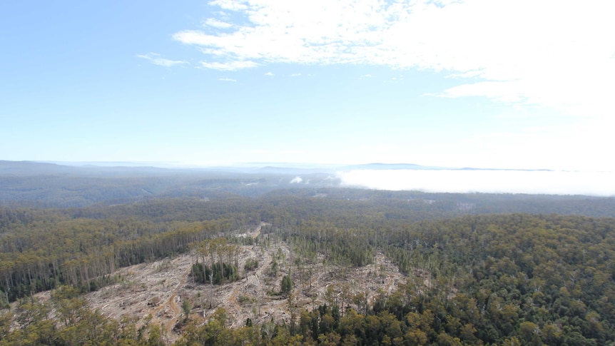 The Coalition says areas like Butlers Gorge are degraded by previous logging and should not be on the World Heritage List.