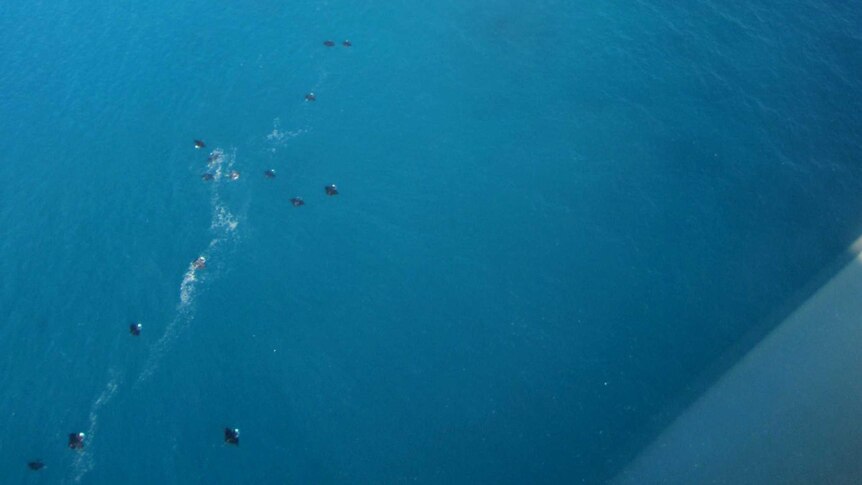 Manta rays swim towards Lady Elliot Island.