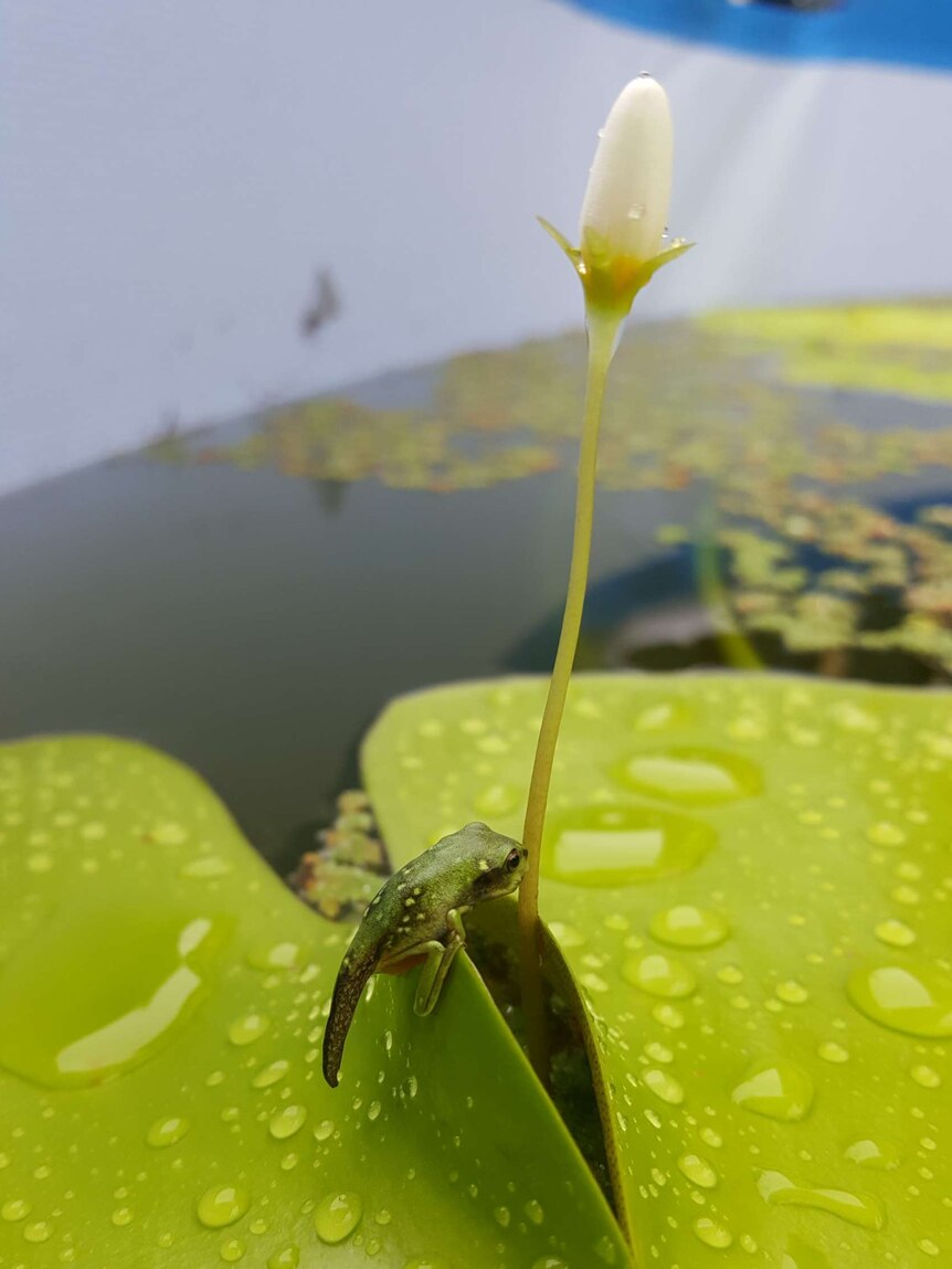 A baby green tree frog in a Darwin backyard pond
