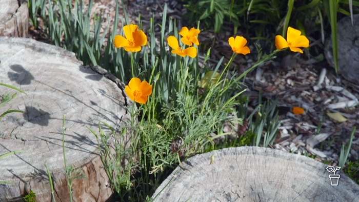 Log stepping stones in a garden with orange flowers growing in amongst them.