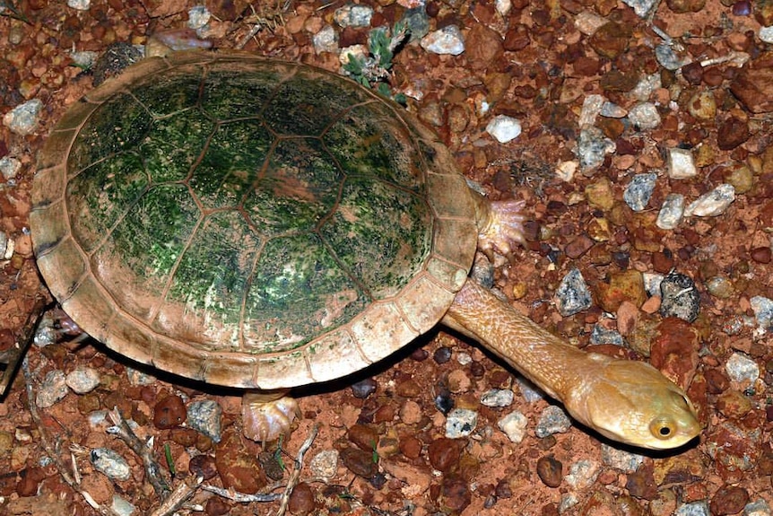 Flat-shelled Long-necked Turtle (Chelodina steindachneri), near Wiluna, WA in February 2017.