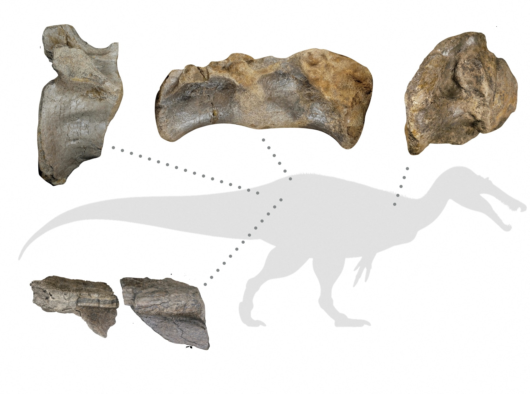 A diagram showing some fossil remains of a dinosaur found on the Isle of Wight