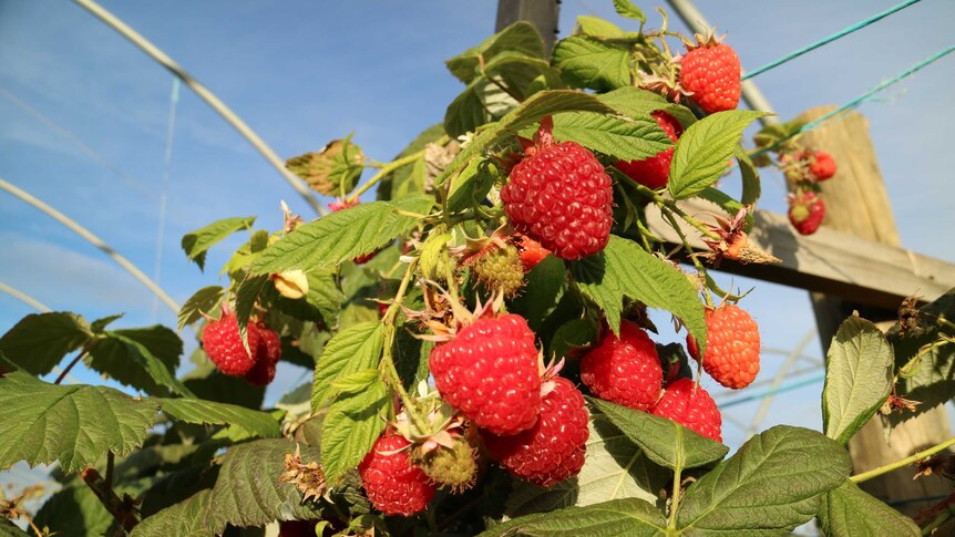 Tasmanian raspberries ripe for picking.