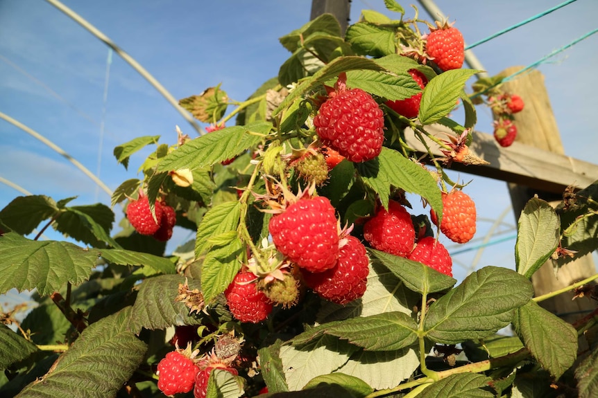 a bunch of raspberries hang from a bush