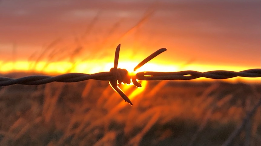 a barbed wire fence close up against a bcakground of a setting sun 
