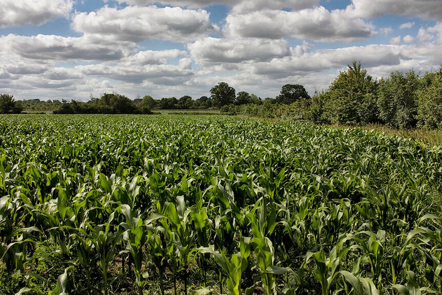 A field of green maize crops with blue sky and white fluffy clouds in the background.