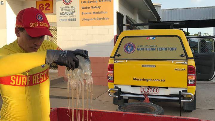 A surf life saving NT life guard pulling the huge jellyfish from a tub of water.
