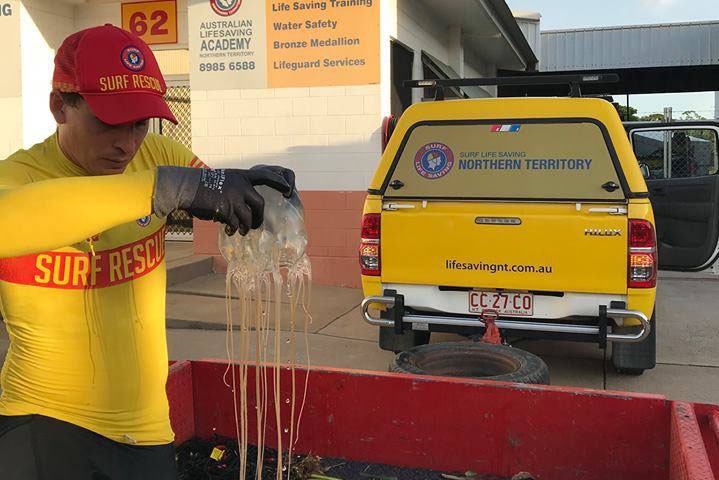 A surf life saving NT life guard pulling the huge jellyfish from a tub of water.