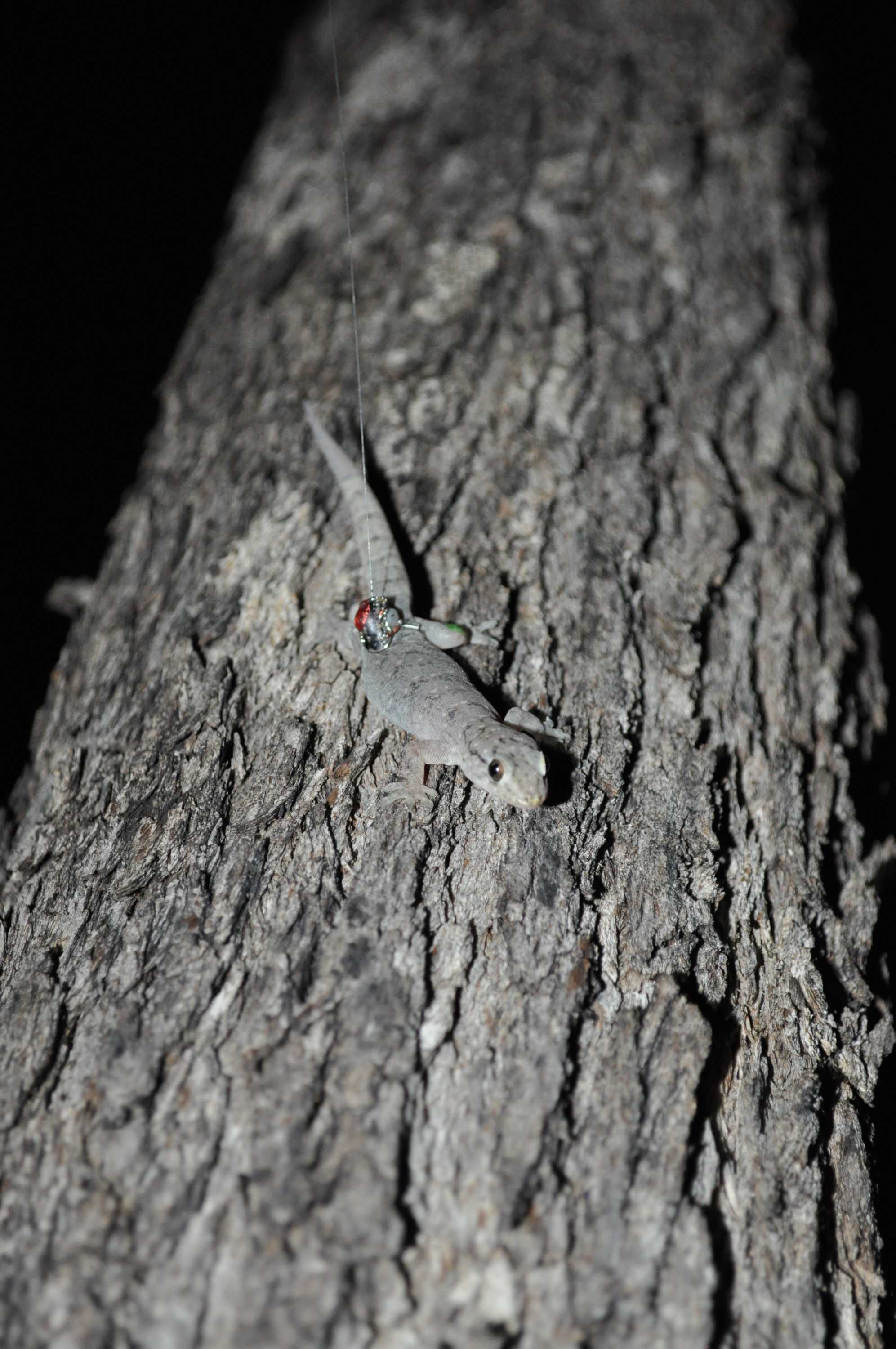 Native geckos with GPS backpacks and fluoro tattoos thriving against ...
