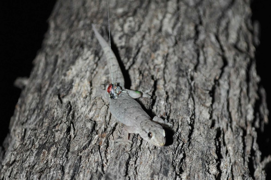 A Native house gecko on a tree trunk with a radio transmitter attached to its back