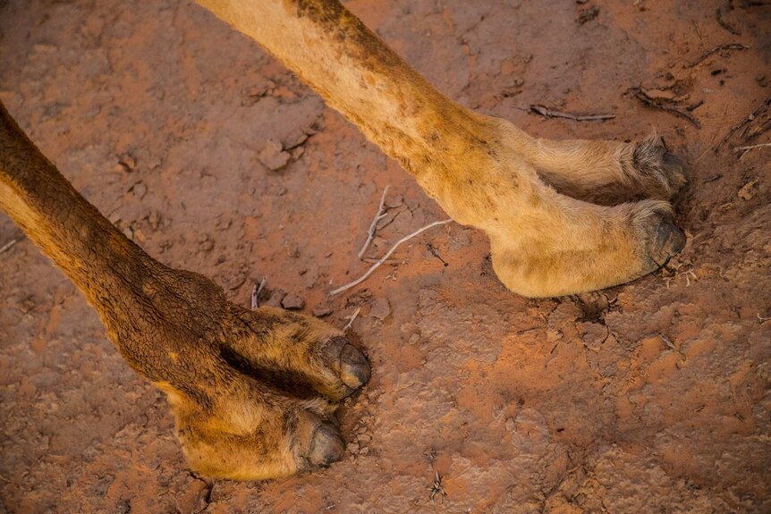 A close-up shot of a camel's two-toed feet.