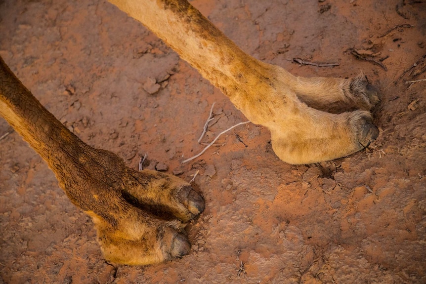 A close-up shot of a camel's two-toed feet.