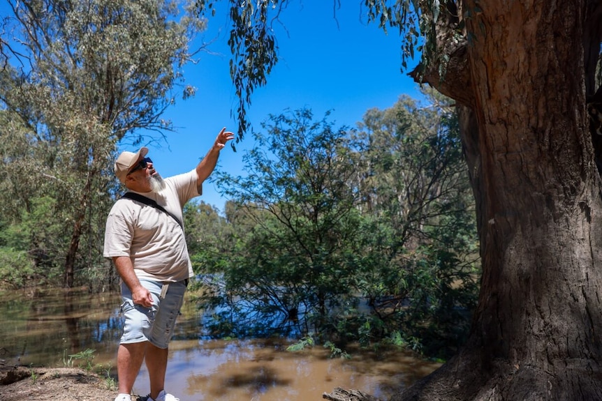 Michael Bourke points at a eucalypt tree, with a swollen brown river in the background.  