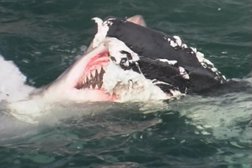 A white shark bites a whale in the ocean