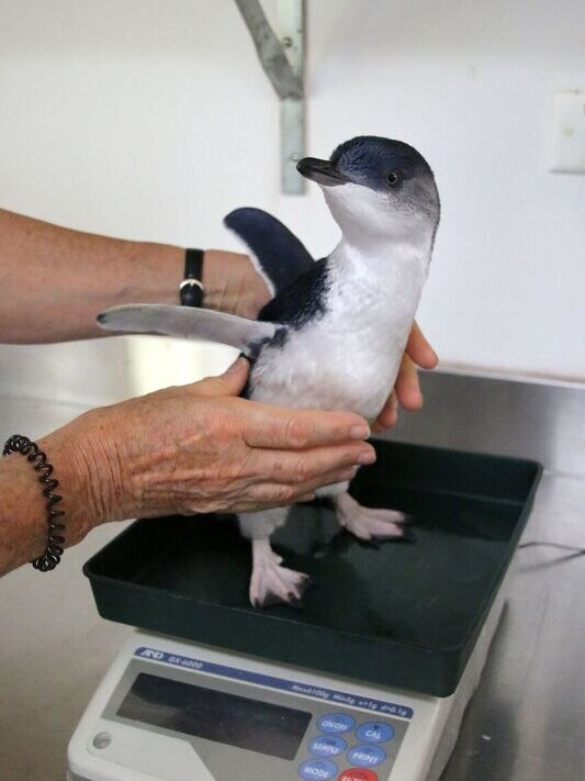 Penguin on scales at Taronga Wildlife Hospital