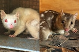 A regular and albino northern quoll side by side.