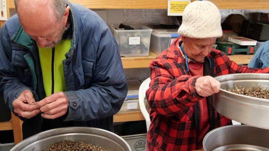 Two volunteers picking out seeds from gumnuts