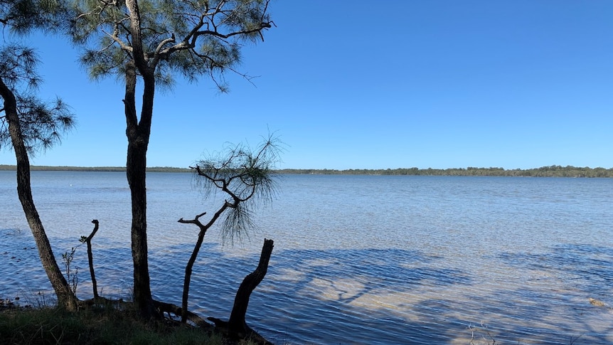 A tall tree on the shoreline of Lake Weyba during a sunny day on the Sunshine Coast