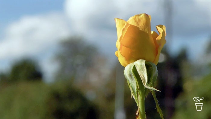 Yellow rose growing in a garden