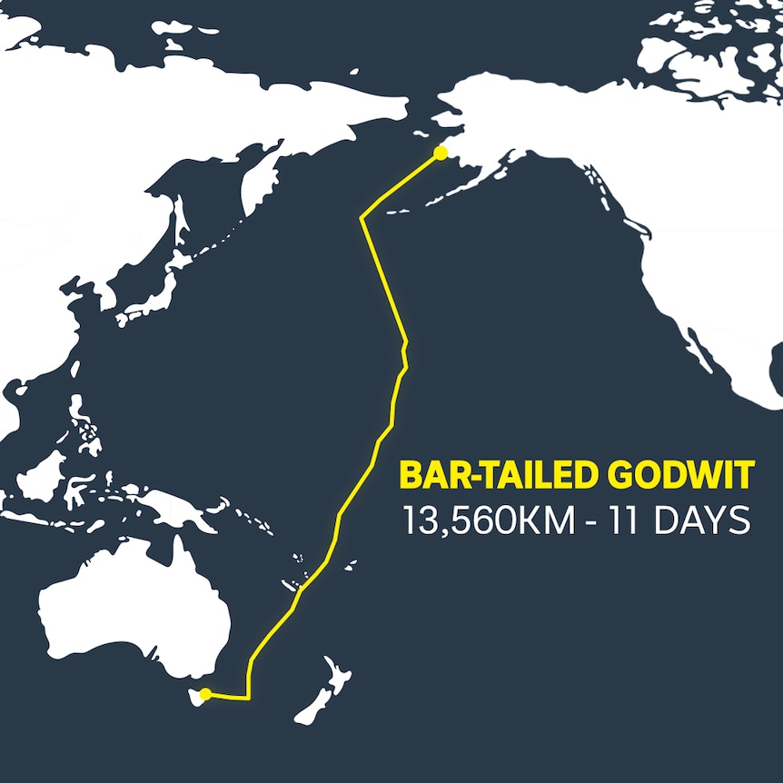A map of the path the bar-tailed godwit took from Alaska to Tasmania on a record-breaking flight.
