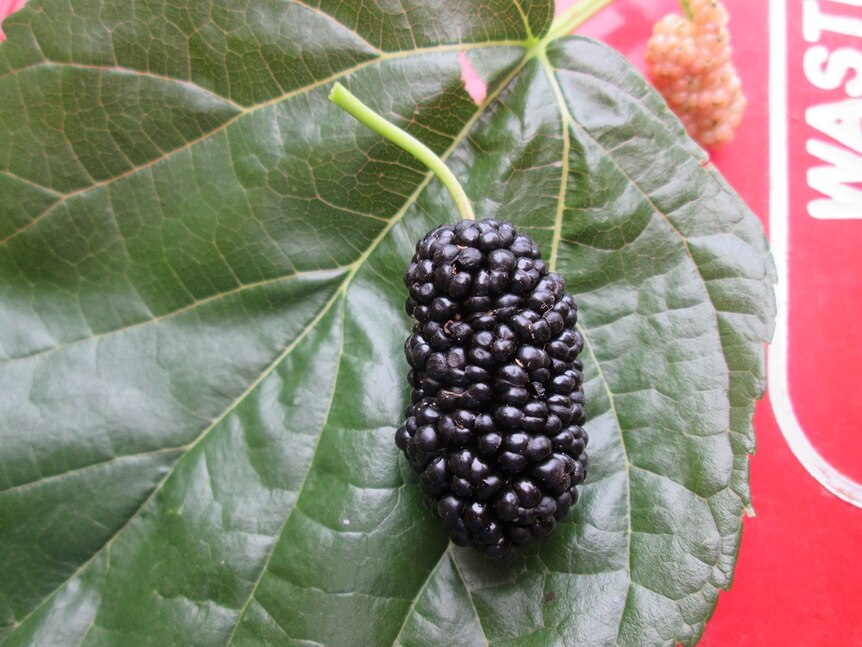 A close-up shot of a mulberry sitting on a leaf