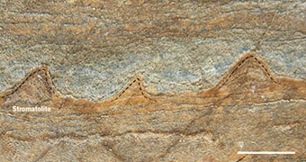 Stromatolites in 3.7 billion year old rocks