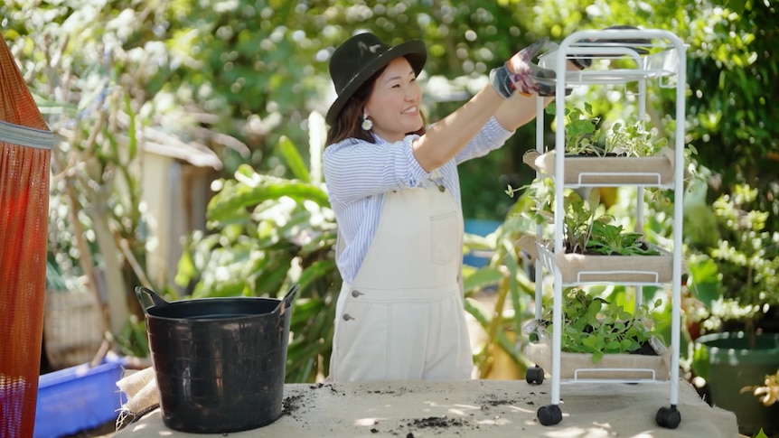 A woman plants a potted herb in a metal trolley.