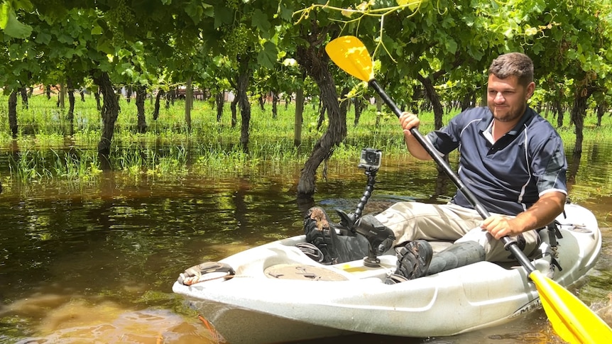 Man in canoe among grape vines