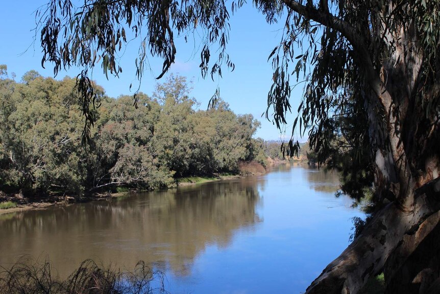 The Murrumbidgee River on a blue sky day, taken under the shade of a river red gum.