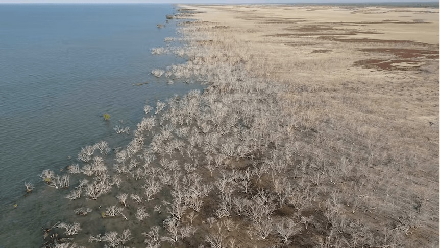Aerial image of mangroves