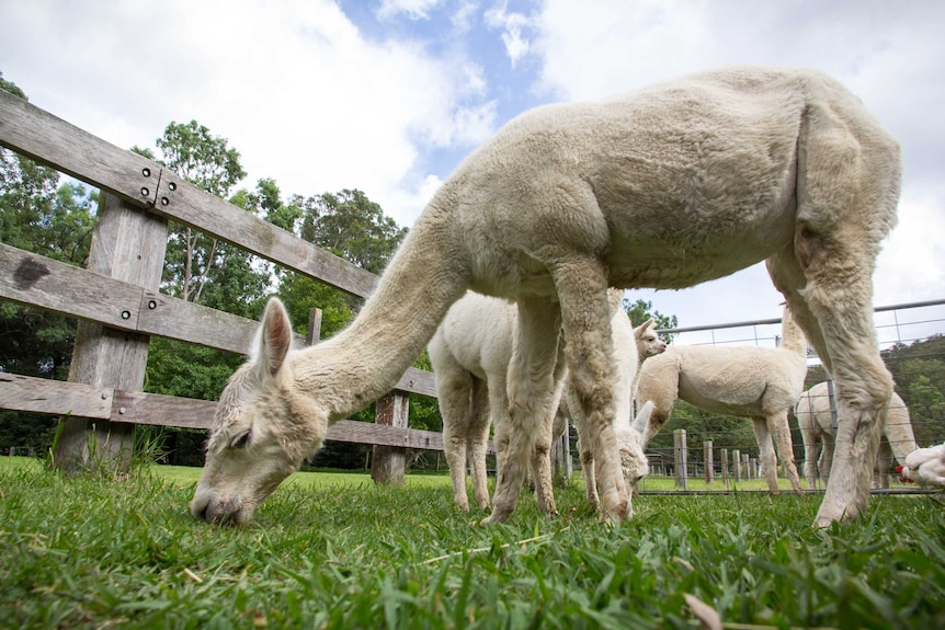 An alpaca eats grass.