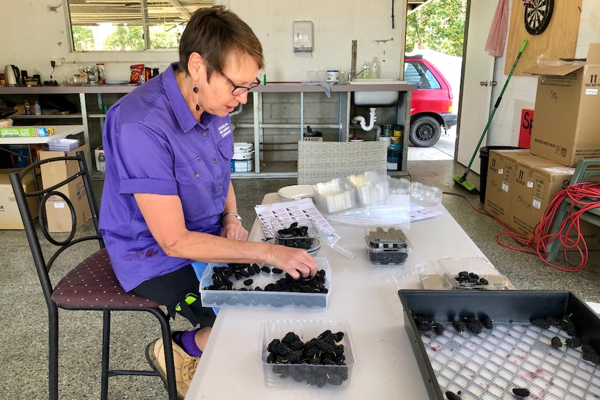 Karen wears a purple shirt and is seated as she packs mulberries into punnets on a table.