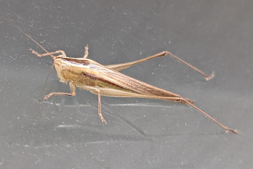 A close-up of a grasshopper.